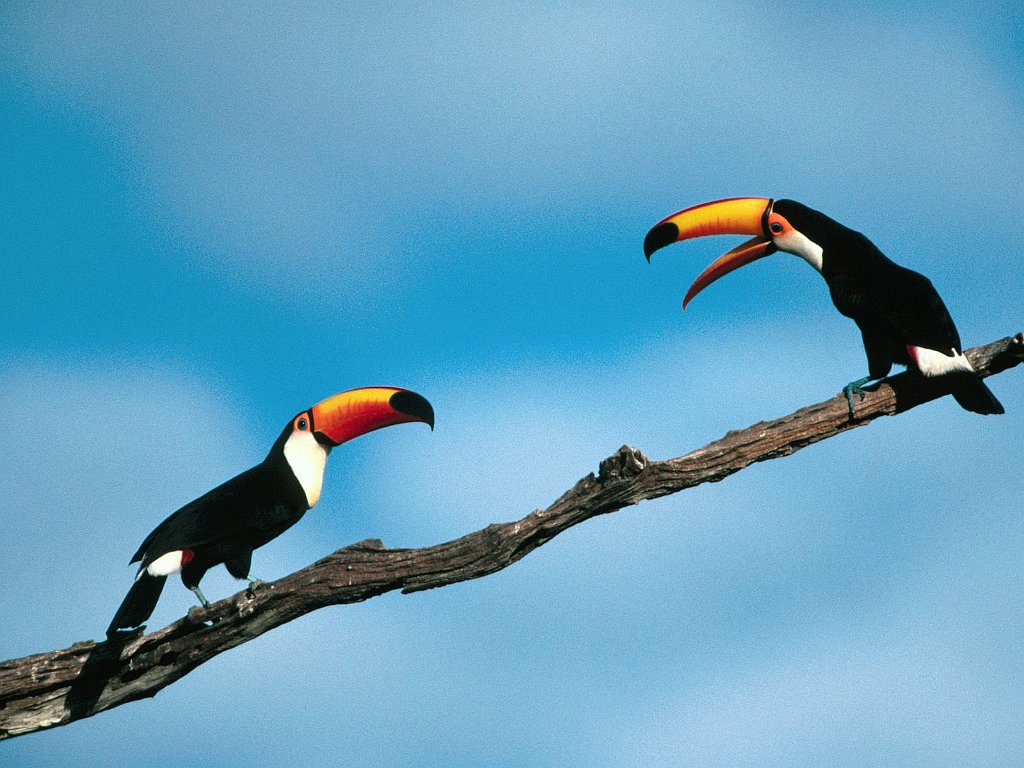 Pete and Repeat, Toco Toucans